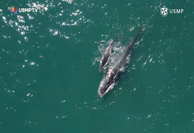 Piura: Avistamiento de ballenas